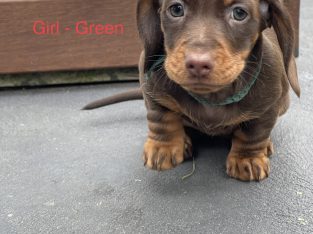 Dachshund – Keysborough