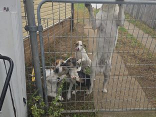 American Staffordshire Bull Terrier – Sadleir