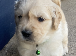 Golden Retriever – Singleton