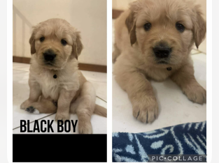 Golden Retriever – Singleton