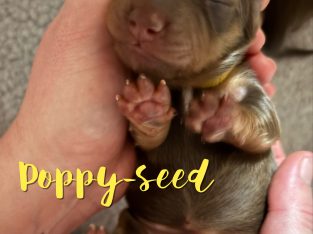 Dachshund – Port Macquarie