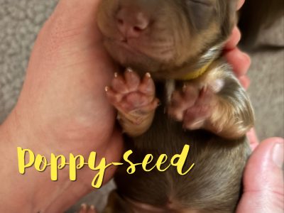 Dachshund – Port Macquarie