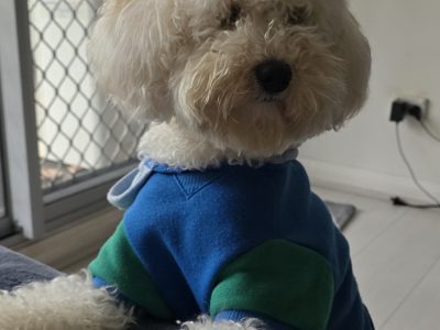 Poodle Mini – Waitara
