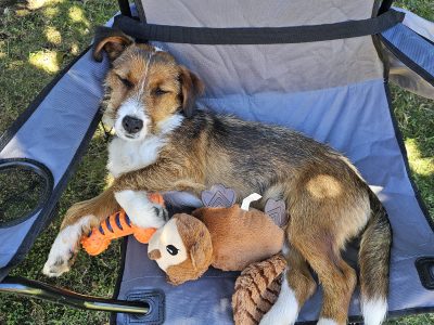 Jack Russell Terrier – Lavington