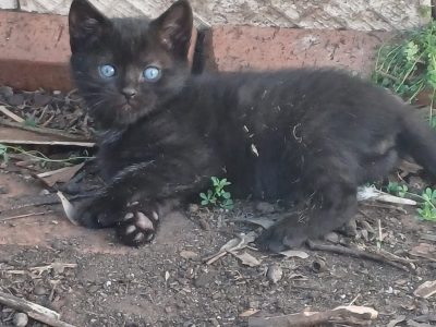 Domestic Short Hair (DSH) – South Granville