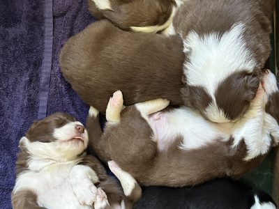 Border Collie – Maryborough