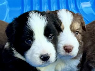 Border Collie – Maryborough