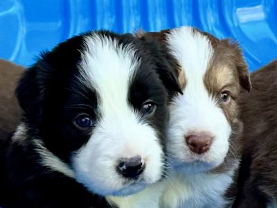 Border Collie – Maryborough