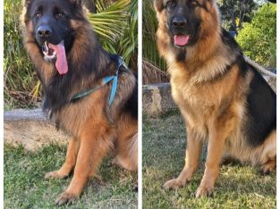 German Shepherd – Warwick