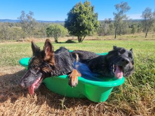 German Shepherd – Iredale
