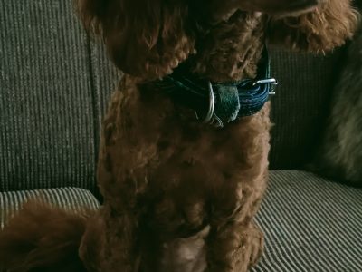 Toy Poodle – Lake Macquarie