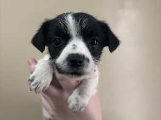 Maltese Shih Tzu – Leeton