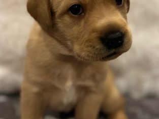 Labrador Retriever – Caboolture