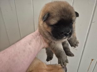 Chow Chow – Rockhamton