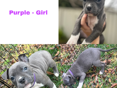 American Staffordshire Bull Terrier – Wodonga