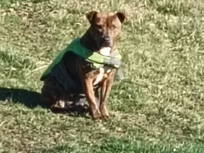 Staffordshire Bull Terrier – Rocherlea