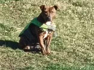 Staffordshire Bull Terrier – Rocherlea