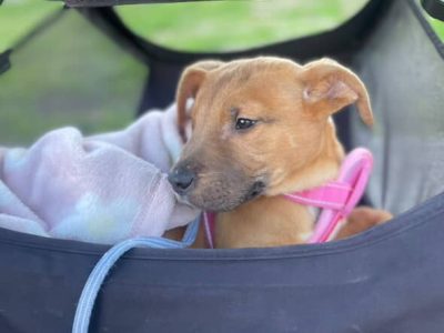 American Staffordshire Bull Terrier – Roxburgh Park