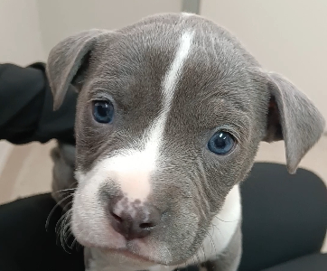 American Bulldog – Kingsbury