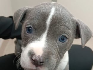 American Bulldog – Kingsbury