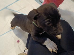 American Bulldog – Kingsbury