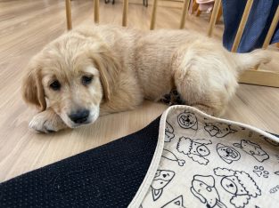 Golden Retriever – Geelong