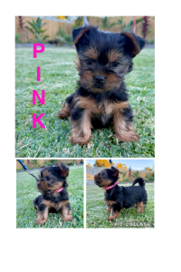 Australian Silky Terrier – Rockhampton City
