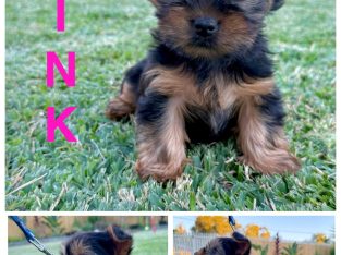 Australian Silky Terrier – Rockhampton City