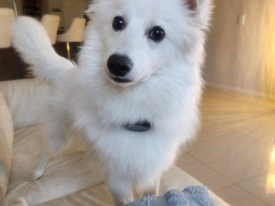 Japanese Spitz – Ropes Crossing