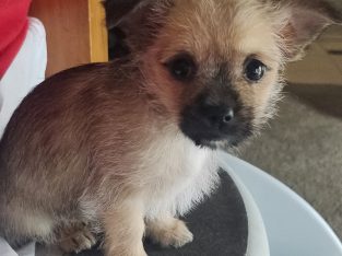 Maltese Shih Tzu – Corowa