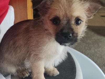 Maltese Shih Tzu – Corowa