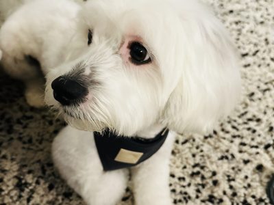 Shmoodle – Potts Point