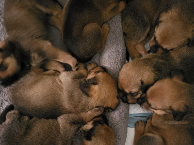 Rottweiler – Rockingham