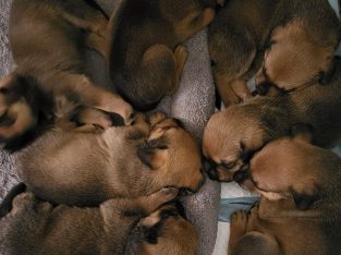 Rottweiler – Rockingham