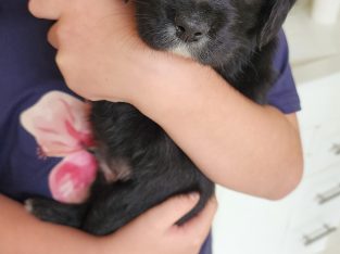 Beagle – Tumby Bay