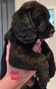 Beagle – Tumby Bay