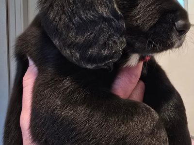 Beagle – Tumby Bay