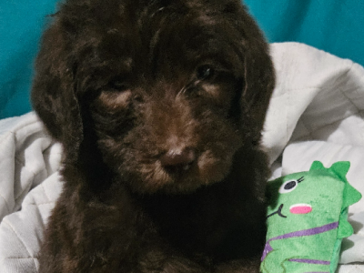 Labradoodle – Binnum