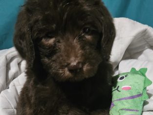 Labradoodle – Binnum