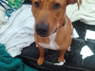 Rhodesian Ridgeback – Beckenham