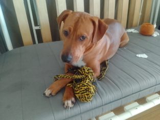 Rhodesian Ridgeback – Beckenham