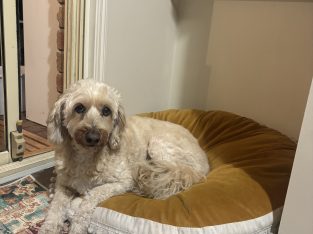 Spoodle – Langwarrin