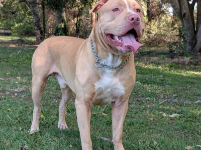 American Staffordshire Bull Terrier – DemiGod Austaffs