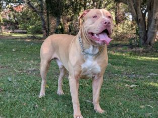 American Staffordshire Bull Terrier – DemiGod Austaffs