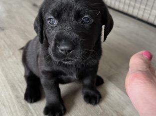 Labrador Retriever – Ryan Bentley