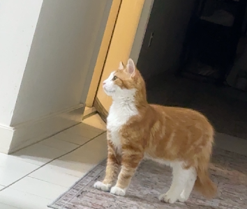 Manx – Waverley Gardens