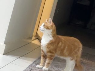 Manx – Waverley Gardens