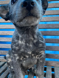 Australian Kelpie – Northern Territory