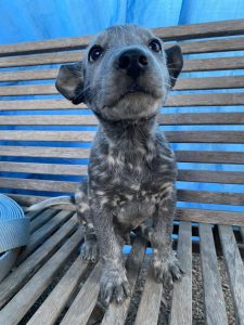 Australian Kelpie – Northern Territory