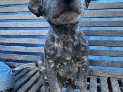 Australian Kelpie – Northern Territory
